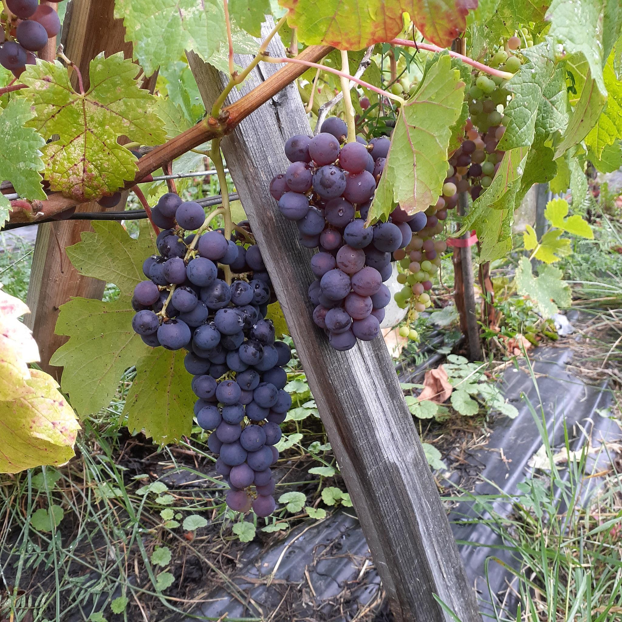 Merlot