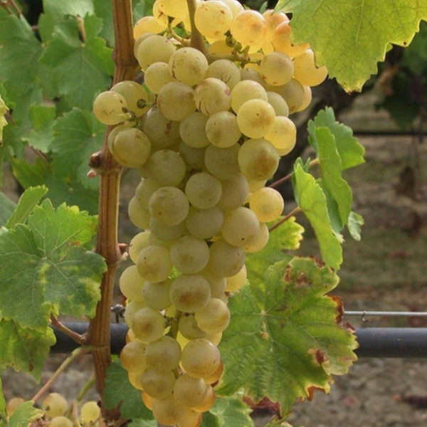 Osceola Muscat