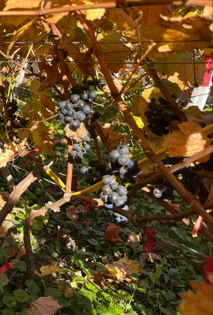 Pinot Noir