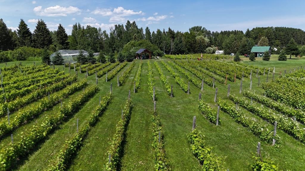 Notre vignoble